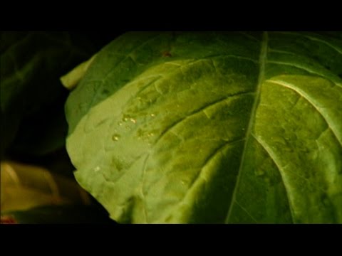 American Leaf Tobacco S Last Harvest Documentary