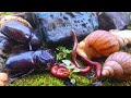 Peaceful diversity: A close-up of a millipede, snail, and rhinoceros beetle living together #insect