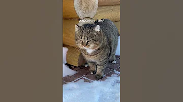 Наш оберег Catlover барсик леснойкот Cat Forestcatplay 