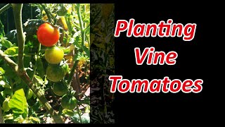 How To Plant Vine Tomatoes  Two Methods!