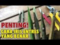 Cara Iris Entres Yang Benar Untuk Grafting Tanaman | Untuk Pemula!