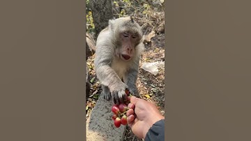 The monkey can