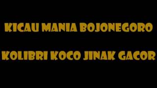 Download Mantap Kolibri Kaca Jinak Dan Gacor Video MP3 Mantap Kolibri Kaca Jinak Dan Gacor