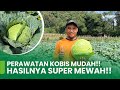 RAHASIA KUBIS MULUS DAN SUPER JUMBO!! CARA PERAWATAN KUBIS PALING MUDAH!!