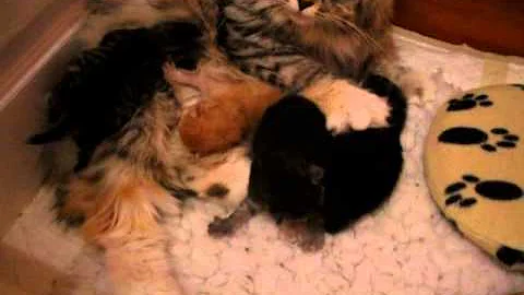 Video 1415641: siberian kittens litter, tabby mix, silver tabby white