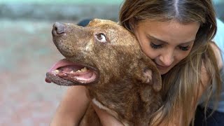 Heartbroken Pit Bull Had Sad Stories To Tell— Woman Held Him, Moved to Tears by videoinspirational 386 views 4 months ago 5 minutes