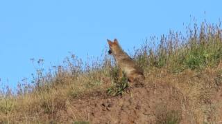 Coyote Tail . . . Fun, Fleas, More