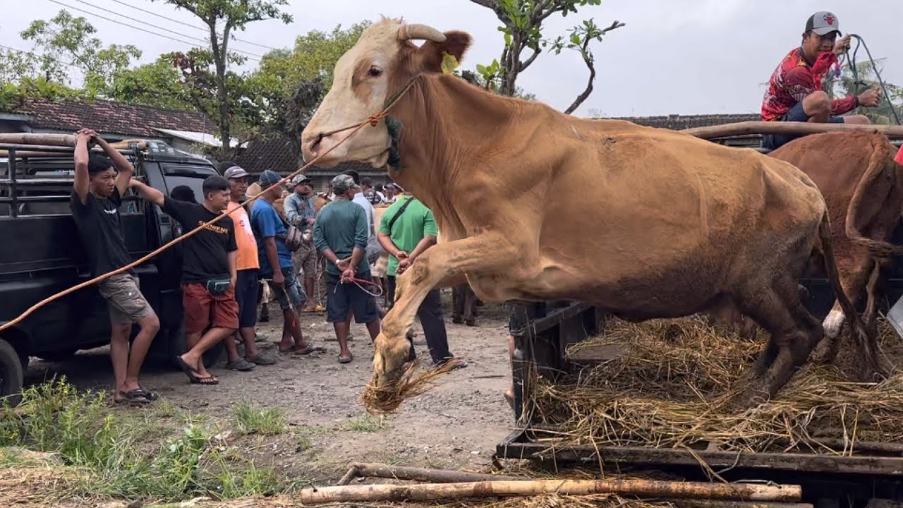 SAPI LETONG OLENG TURUN DARI TRUK ‼️🔥🔥🔥 - YouTube