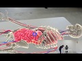 Holographic Reality Application - Medical Training