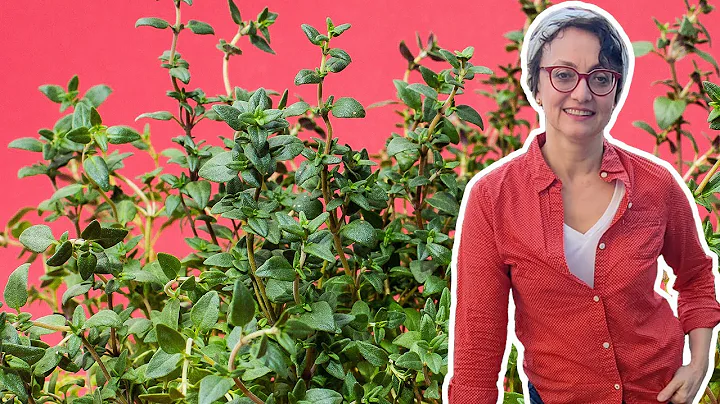 Repotting Culinary Herbs with Carmen DeVito