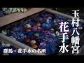玉村八幡宮の花手水