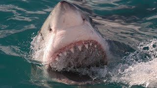 TOP 10 BIGEST SHARK FISH IN THE WORLD, Dangerous Shark For Human, Shark fish by Project Nature 86 views 2 years ago 3 minutes, 59 seconds