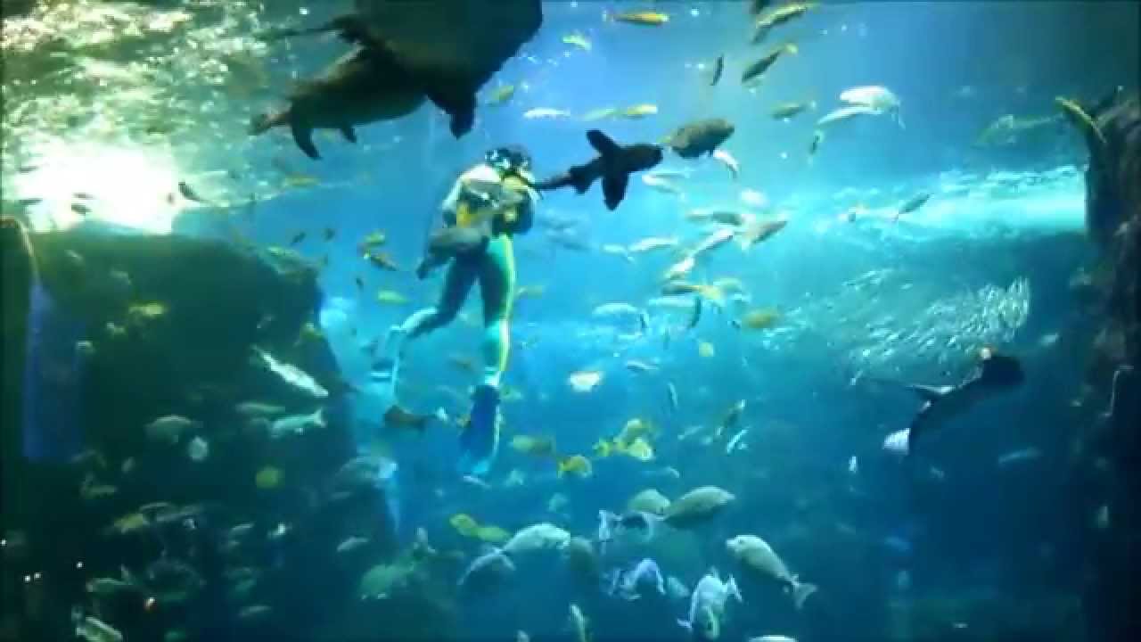 新江ノ島水族館の相模湾大水槽 うおゴコロ Youtube 新江ノ島水族館の相模湾大水槽 うおゴコロ Youtube