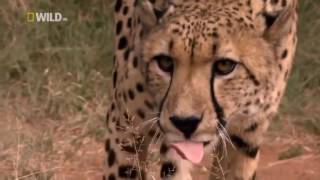 Гепарды Самые быстрые животные на планете Документальные фильмы, передачи HD