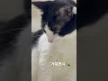 발만지면 거북이가 되는 고양이 동영상