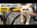 Выставка кошек 2022 | детский репортаж | Свой дом в Сочи