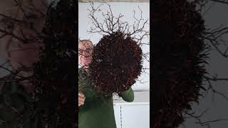 Nebaris Pitarch.#nebari #bonsai #pitarch #pisardis
