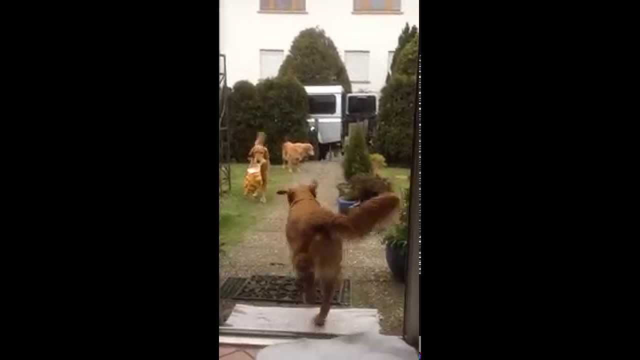 camera iphone 8 plus apk The Golden Power of Lindelbach doing housework - The United Pets