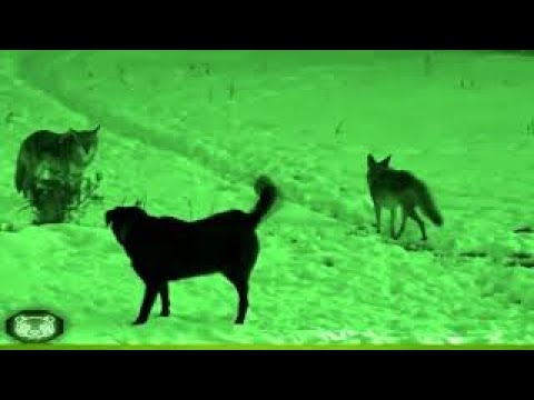 ROTTWEILER vs COYOTE (PERRO SALVA A SU AMIGO)(THE DOG SAVES FRIEND FROM ...