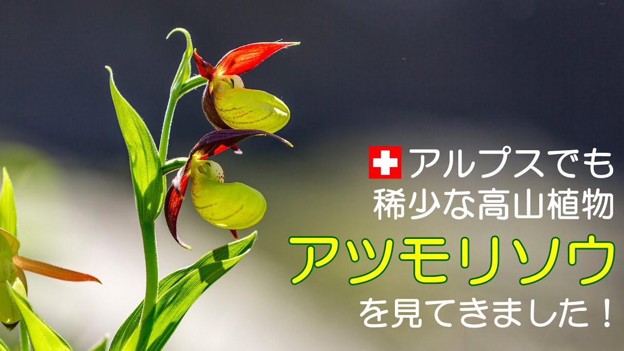 稀少な高山植物アツモリソウを見てきました！ 010 - YouTube
