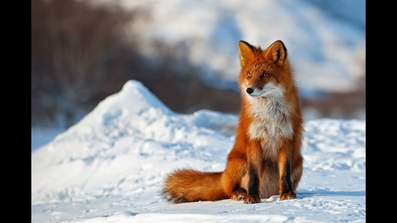 Лиса Зимой Фото