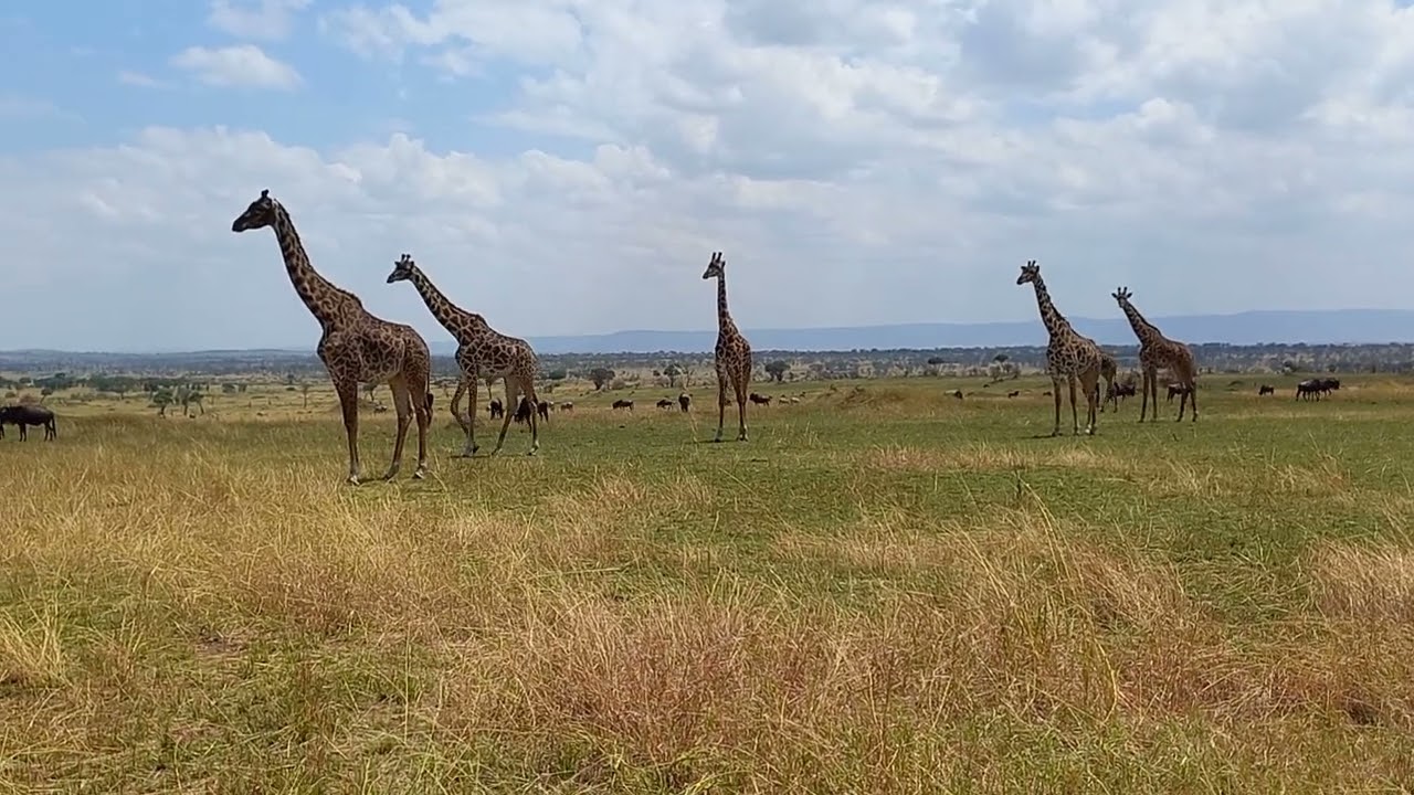 Giraffe Migration at Serengeti national park