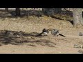 Two Southern Yellow-billed Hornbills fight in the Kgalagadi Transfrontier National Park South Africa