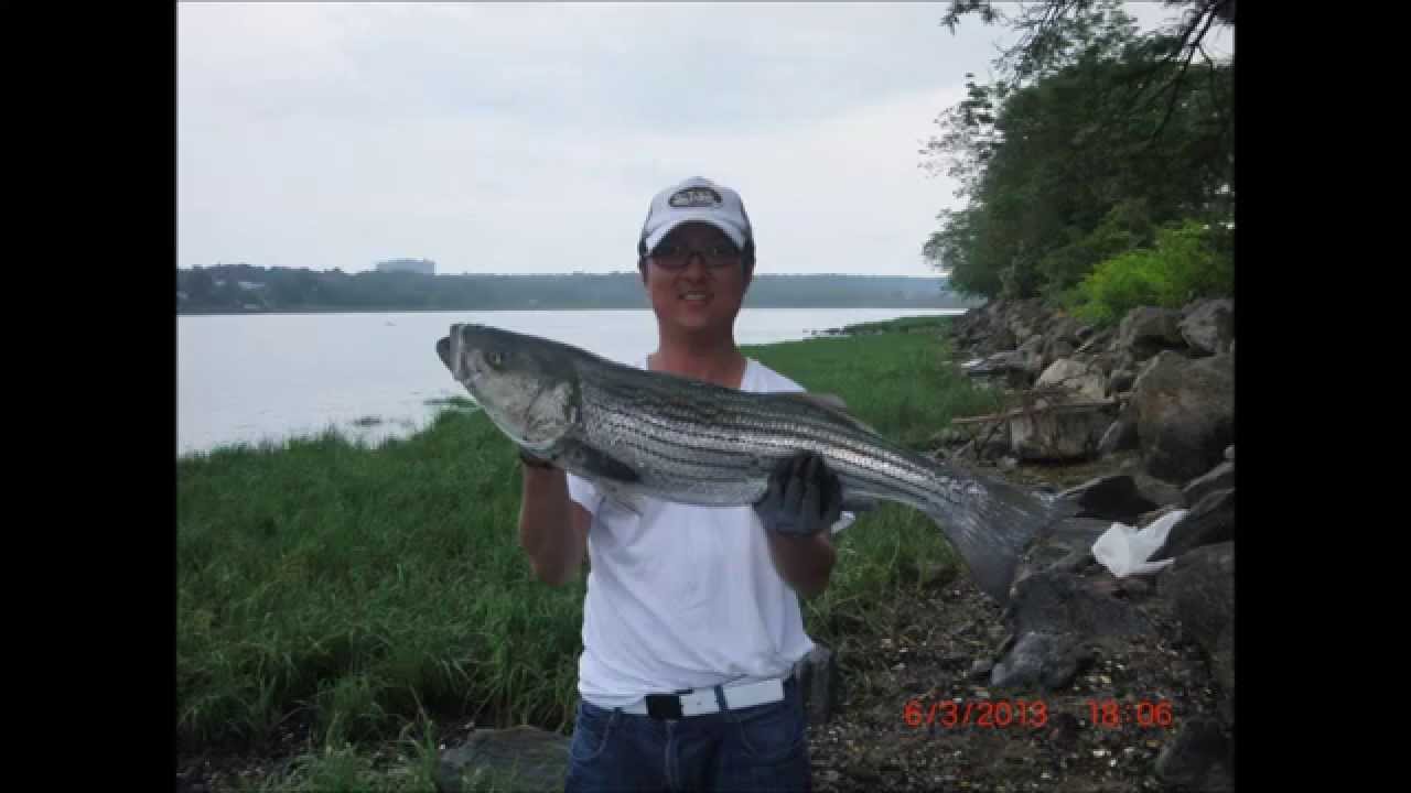 Striped Bass Fishing, Little Neck Bay YouTube