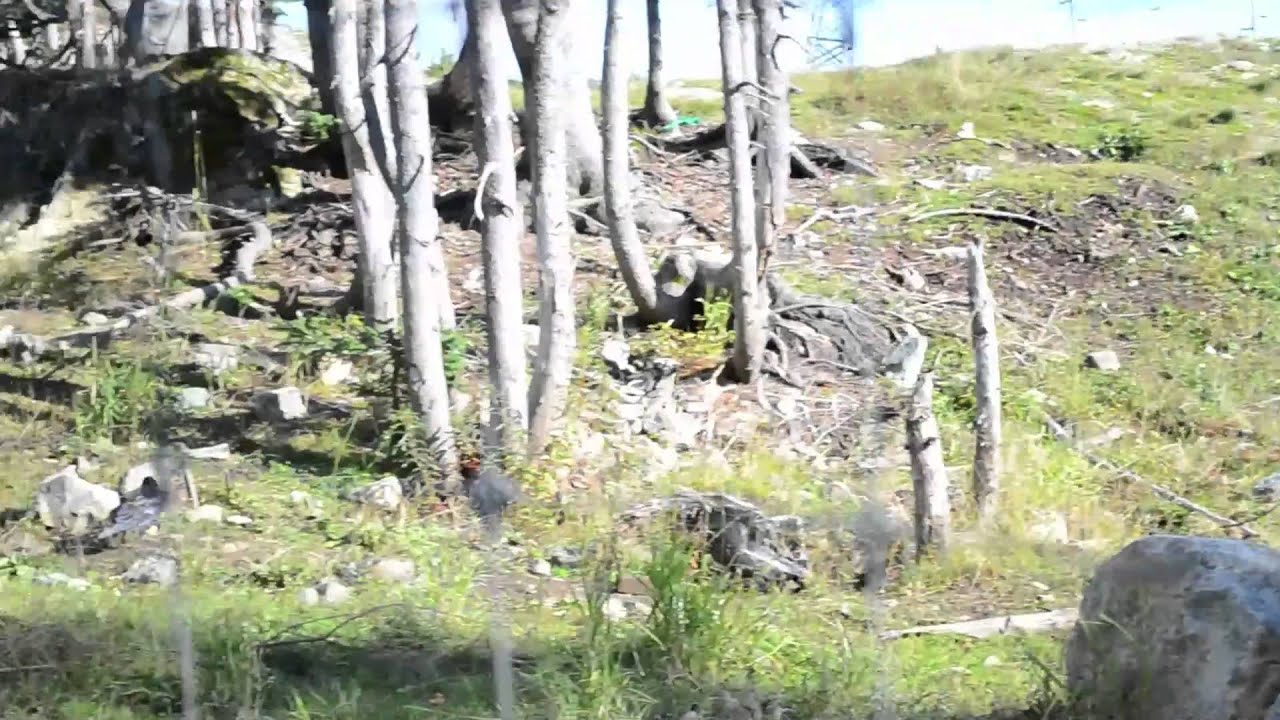 Bear vs. Crow Nikon D3100