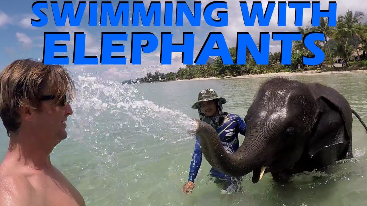 Swimming with Elephants & Big Announcements! – S1:E54