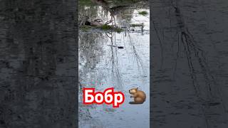 #бобр #castor fiber #beavers