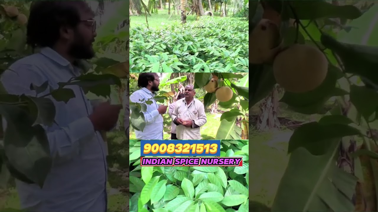 BEST NUTMEG NURSERY. START A LIFETIME HARVEST PLANT HIGH-YIELDING NUTMEG FROM