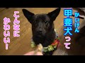 【Cute Kai dog】甲斐犬の魅力を引き出す!- 甲斐犬いち