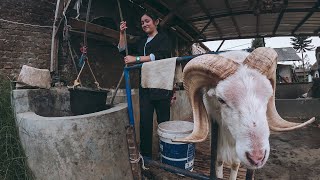 Gadis Desa Domba Garut Memandikan Domba || The girl bathe the sheep