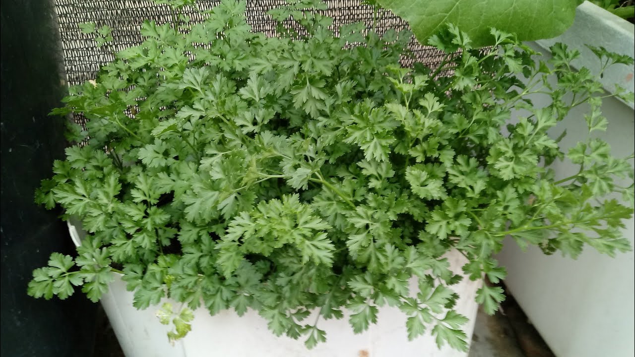 Como planta salsinha em vasos