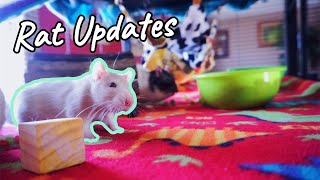 Rat Updates | Introductions, Vet Visit, & Cage Cleaning