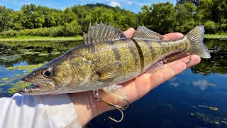 Do Pike Eat Walleye?