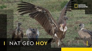 La comida de los buitres es repugnante pero alguien tenía que hacer el trabajo sucio | Nat Geo