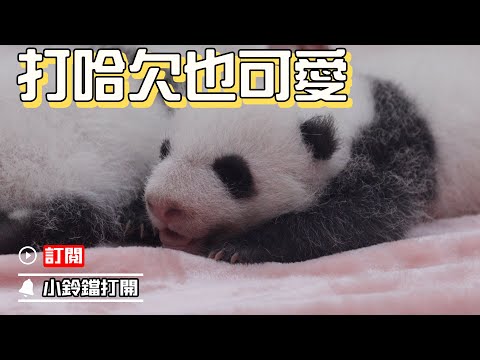 《熊貓早晚安》熊貓寶寶粉嫩嫩的小舌頭和小爪子 | iPanda熊貓頻道