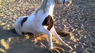 VID-20110412-00012