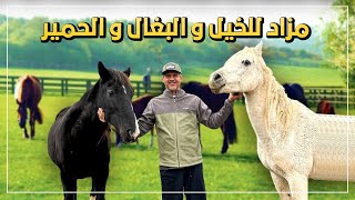 مزاد للخيول والبغال والحمير بأسعار معقوله