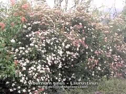 Video: Laurustinus Viburnum -pensaat - Laurustinus-kevätkimppujen hoito
