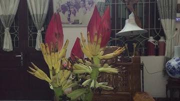 Video Dinh Vu - hoa chuối rừng sapa 13/5/2018