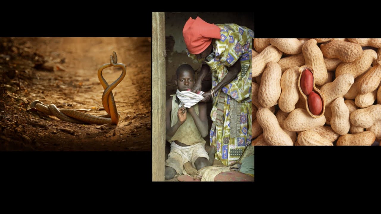 Abasindikidde emisota __ mujja kuffa mugwewo __ mwalidde byaki __ omukadde awera nkolokoto