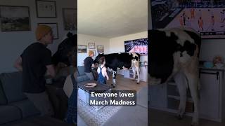 This Cow Loves March Madness!