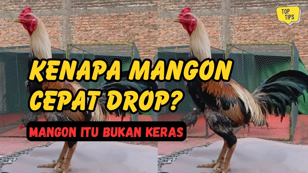 Rahasia Rawatan Ayam Mangon yang Jarang Dibahas | Stabil, Awet, dan Tidak Mudah Drop