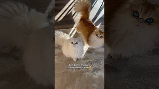 #cat #cats #catvideos #kitten #kitty #love #lovely #cute #beautiful #emotional #animals #funny #fun