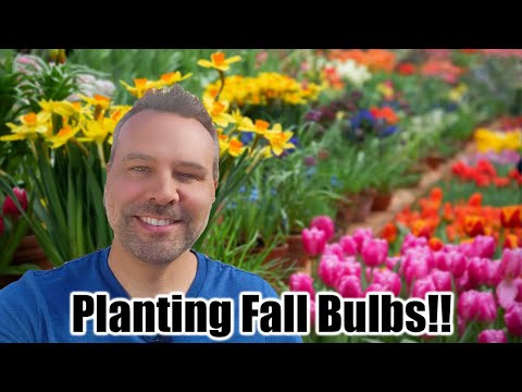 Video: Kweek lente-sterblombolle - hoe en wanneer om Ipheion-sterblombolle te plant