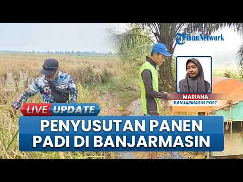 Farmers Complain of Tungro Outbreak During Long Drought: Rice Harvest in Sungai Lulut, Banjarmasi...