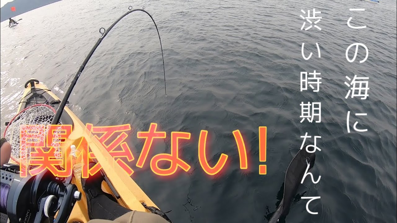 初心者カヤック これぞ九州ポテンシャル 渋い時期と言われるこの時期でも青物や真鯛は釣れるんです しかも大きさがなかなか そして今回もちゃんとやらかします Youtube